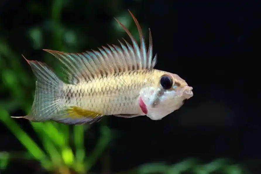 白兰特短鲷.#短鲷 #南美短鲷 - 抖音