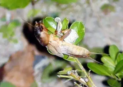 扬州鸣虫有"四大家族"(组图)