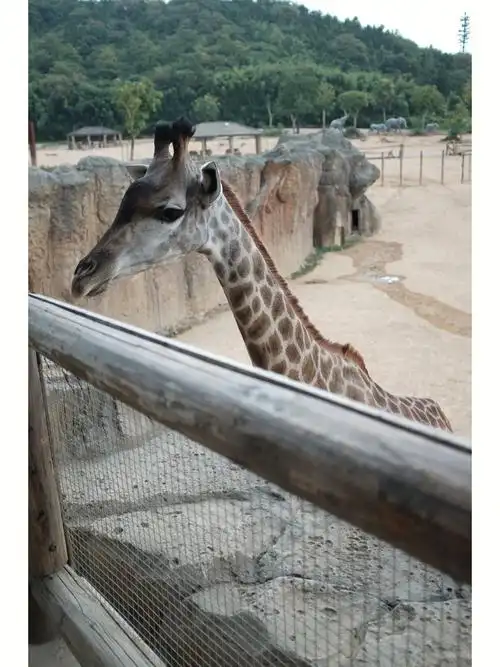 长颈鹿天性就会搞霸凌的吧