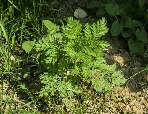 本回答由提问者推荐 评论 其他回答 野胡萝卜的可能比较大.