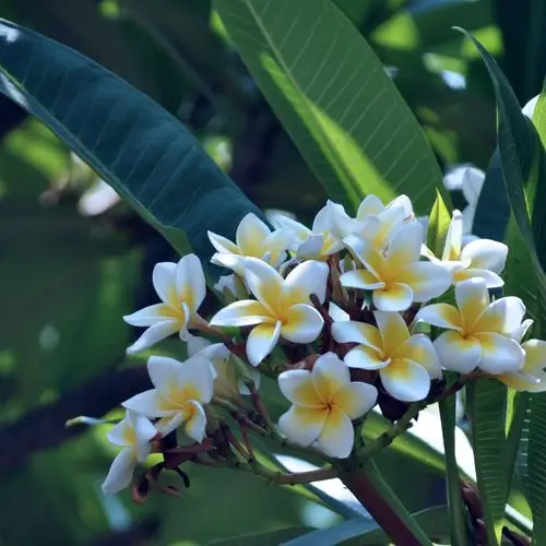 白色鸡蛋花(七品闲人摄影作品原创)