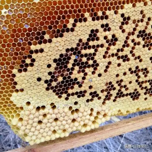 有什么办法可以吸引别人的雄蜂来跟自己的蜂群交尾这些方法可行