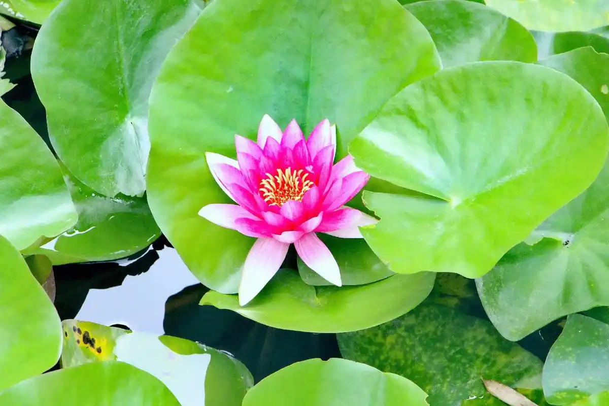 生如夏花#手机摄影 #淮安头条 #原创摄影  - 抖音