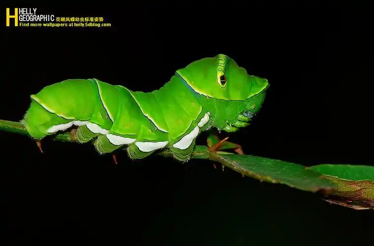 单一物种-花椒凤蝶