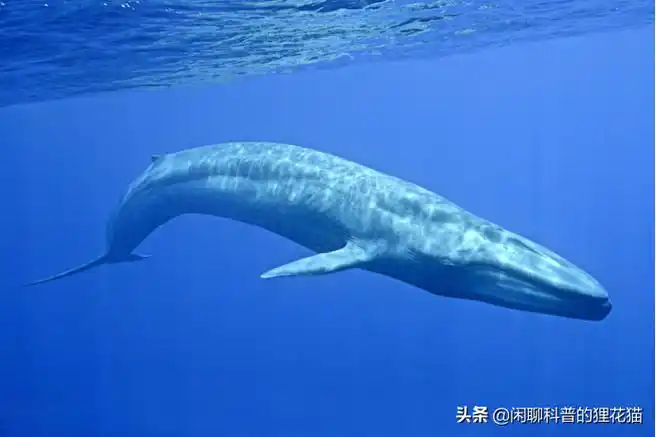 现存体型最大的动物:蓝鲸