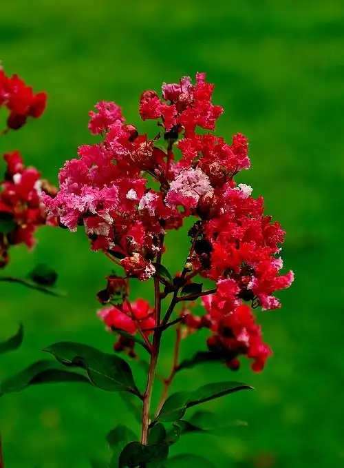 【原创】矮紫薇 上海桂林公园