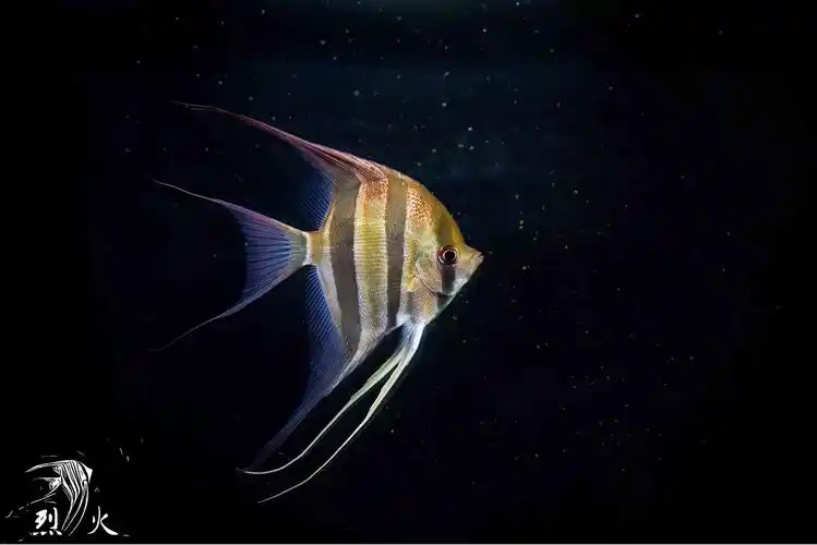 野生大尺寸埃及