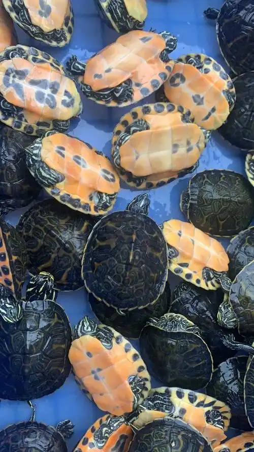 火焰龟冷水黄耳龟甜甜圈深水龟观赏龟网红龟招财龟吃菜叶素食宠物