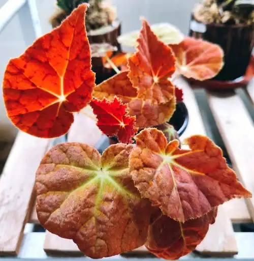 秋海棠秋之华叶子超好看的