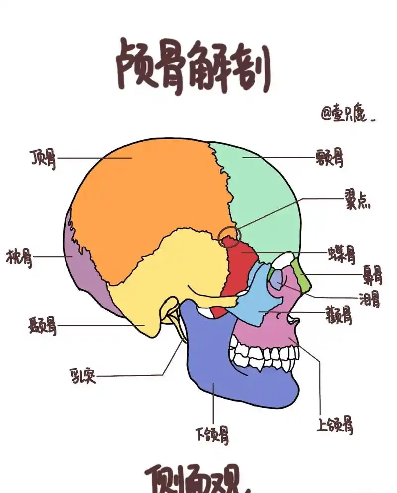 颅骨解剖 - 嘉昊医考 - 抖音