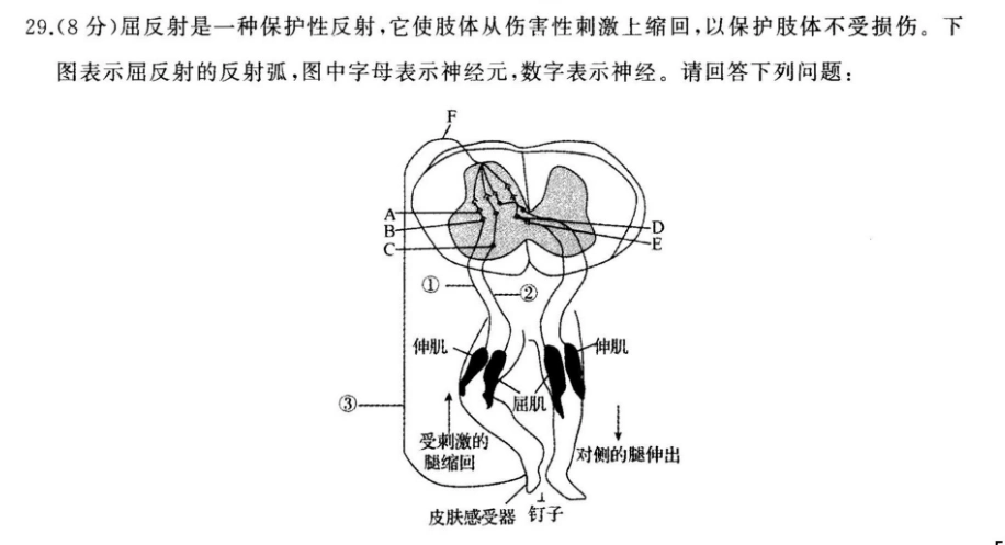 下图表示屈反射-答案解析网