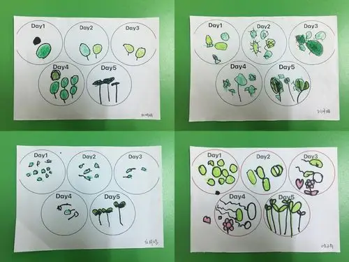 其它 中五班生命教育主题活动——绿豆芽长成记 写