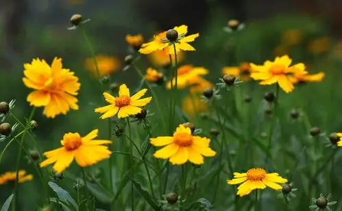 引用 路边金黄矢车菊