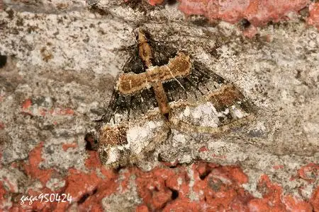 黑缘线毕波尺蛾