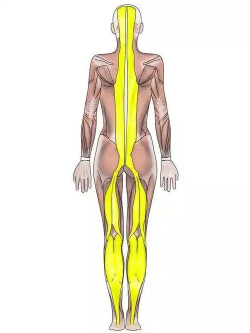 如果张力发生了变化,肌肉的形状也会跟着改变,人体的形态以及力的作用