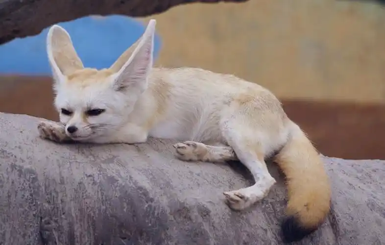 【耳廓狐】【阔耳狐】