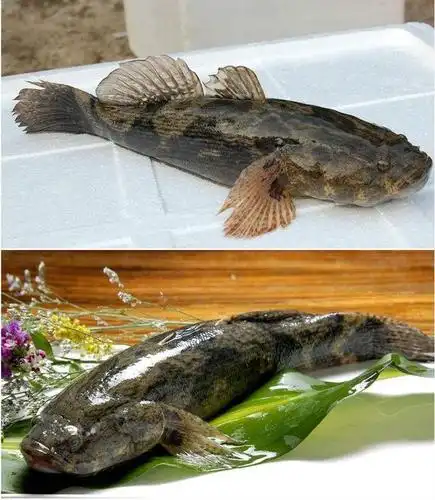 不能辜负的清明致鲜——春笋蒸土步鱼