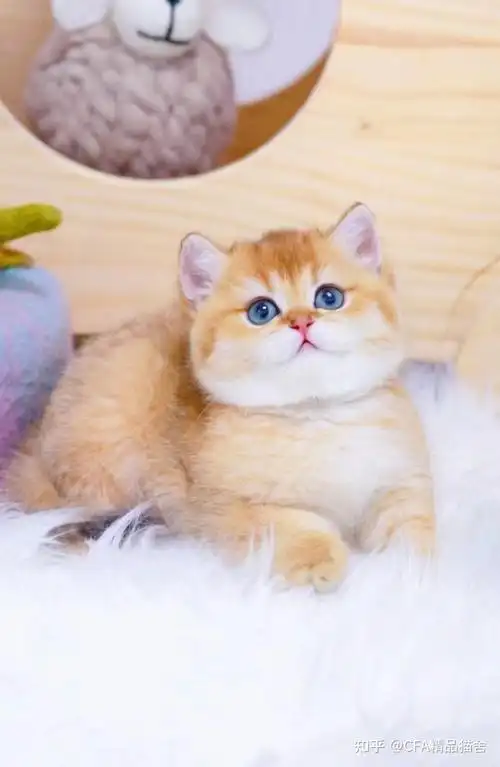 金渐层妹妹,5200cfa精品猫舍 出售幼猫 批发价出售cfa精品猫舍