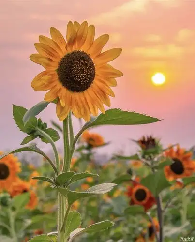太阳是向日葵的孩子,每人心里都有一株向日葵,人生就会充满希望,享有
