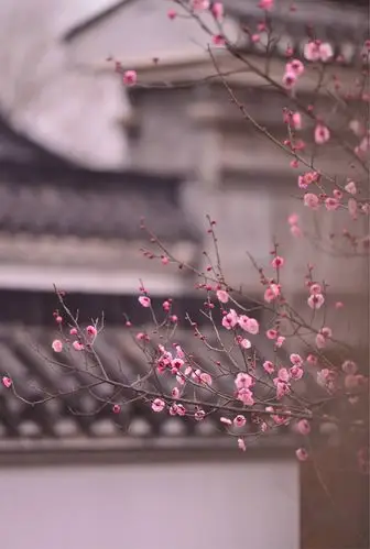 2018年冬季赏梅花