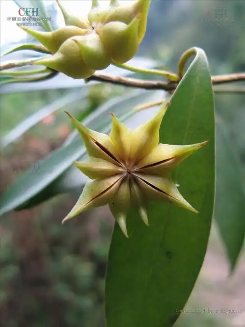 茴香,(学名: i>illicium henryi /i>)又名:山木蟹,木蟹,山桂花,大茴