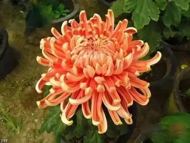 世界最美菊花,太珍贵了!