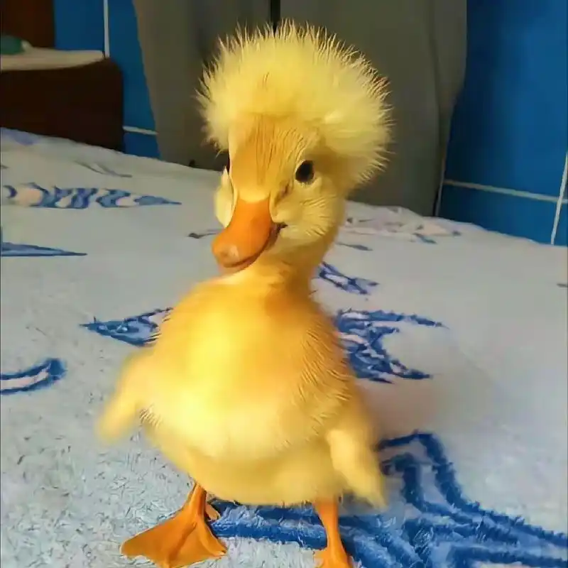 哈哈,昨天的小鸭子一夜之间长大了