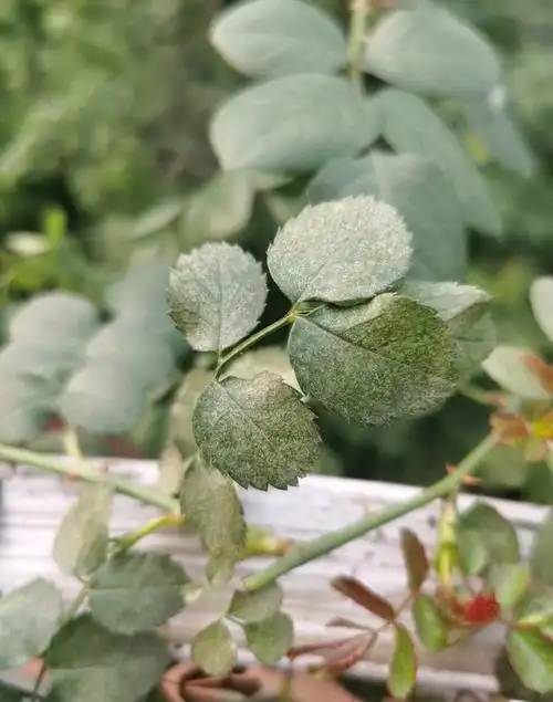 红蜘蛛祸害过的月季叶子,很有特点.