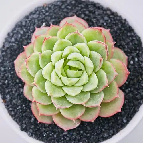 美诺花园 酸橙辣椒