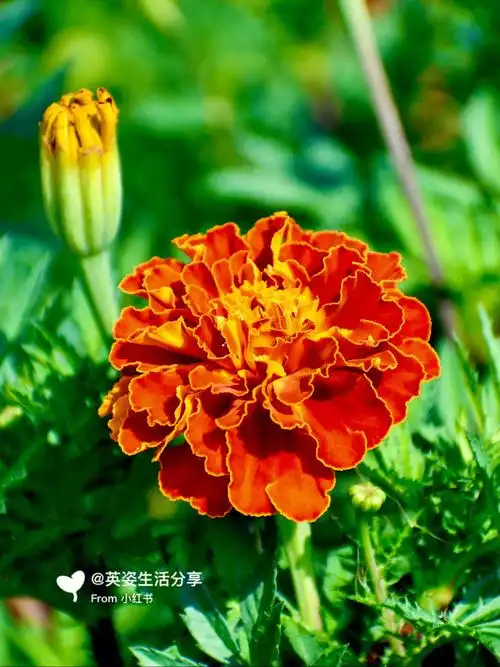 外秀惠中的孔雀草万寿菊