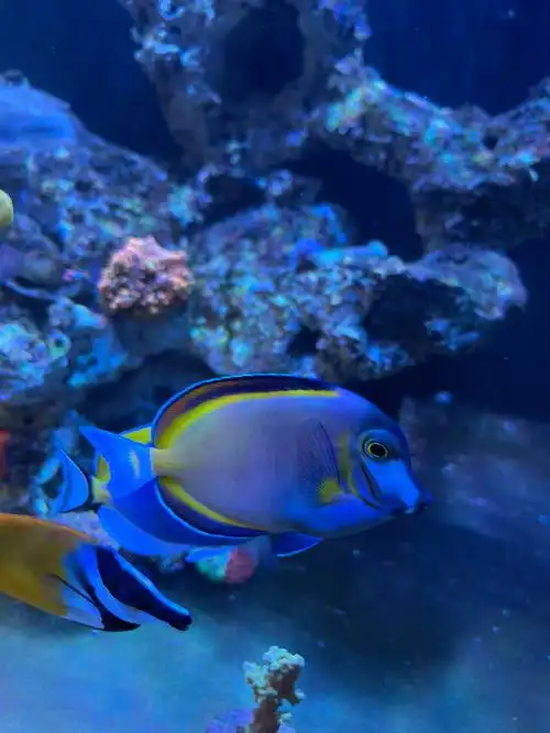 龙岗出神像炮弹七彩吊