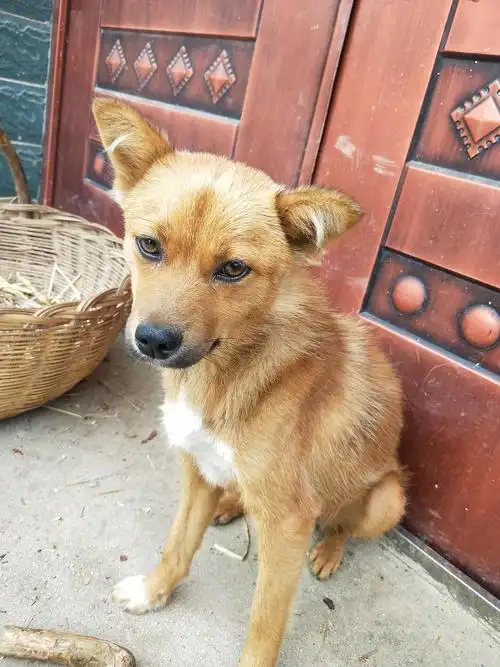 出生半个月的小土狗