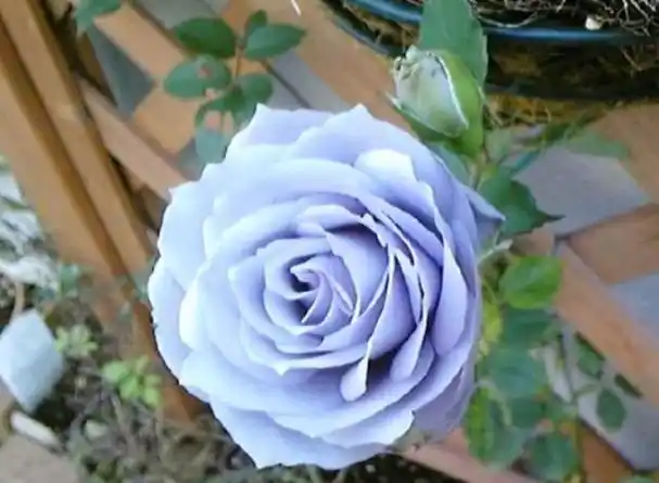 园艺小白将一颗"蓝色阴雨"养到"爆",一年花量翻n倍,学习了