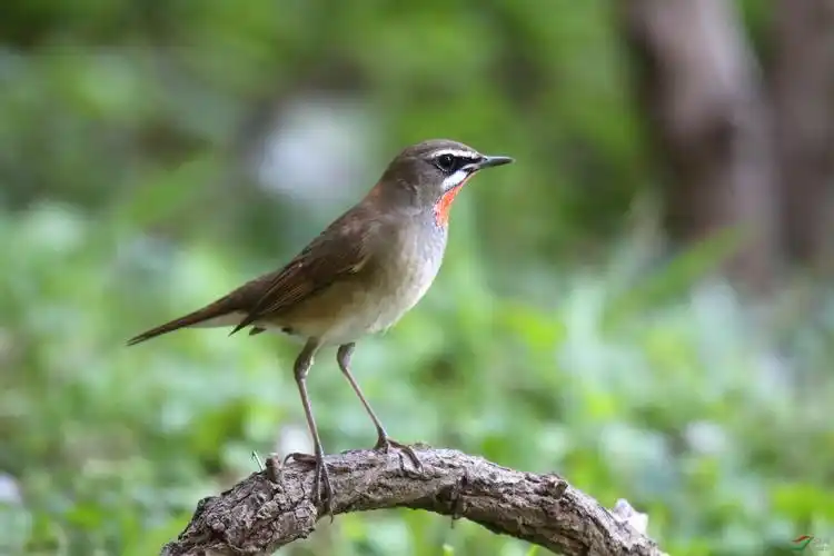也来一组红靛颏