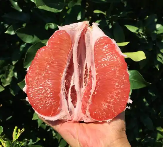 福建三红蜜柚管溪官溪红肉密柚现摘平和红心柚子水果新鲜34个三红蜜柚