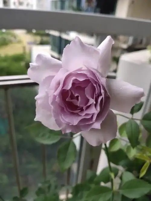 入夏第一朵路西法