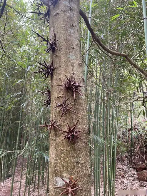 这是什么树呀?怎么身上还长刺呢