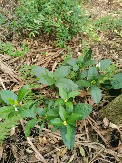 偶遇九节茶和五指毛桃
