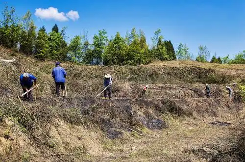特色产业发展忠州街道磨盘村开垦荒山变金山