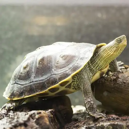 p>花龟(学名: i>mauremys sinensis /i>)是龟科,拟水龟属动物.