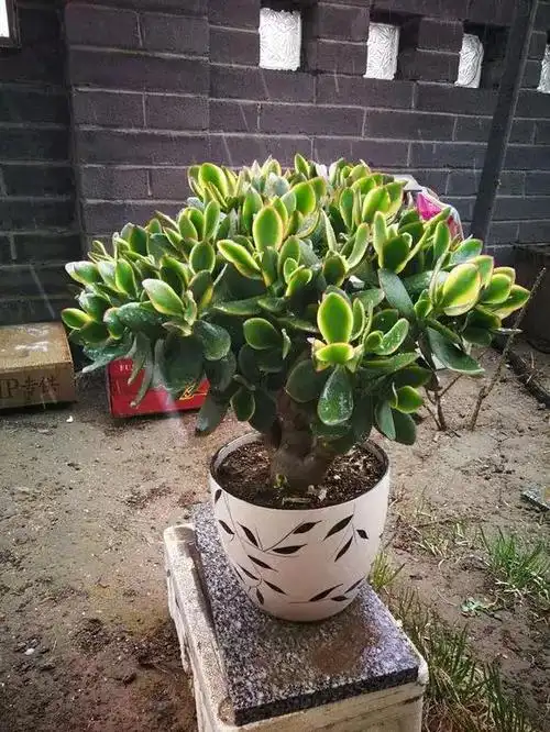 玉树有10种!见过5种的都是大神!看看你家有几种?