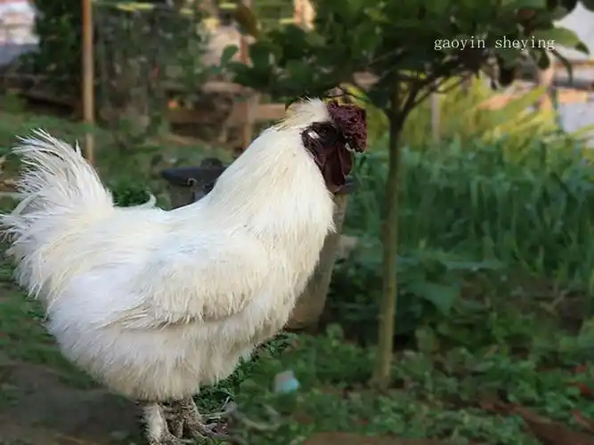 [原摄]:白绒乌骨鸡