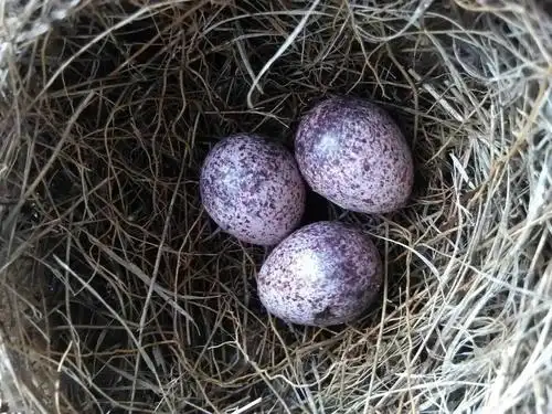 1月1日大讲堂鸟蛋篇元旦说蛋解密隐藏在蛋类身后的生命密码