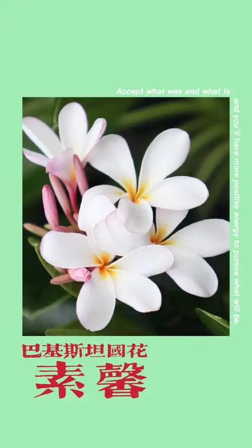 巴基斯坦——素馨