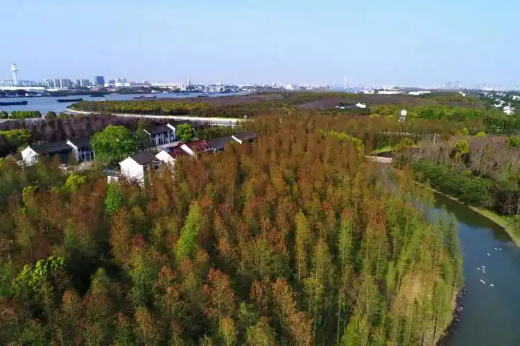 海湾国家森林公园,城市一隅的绝美胜地丨奉贤风物_澎湃号·政务_澎湃