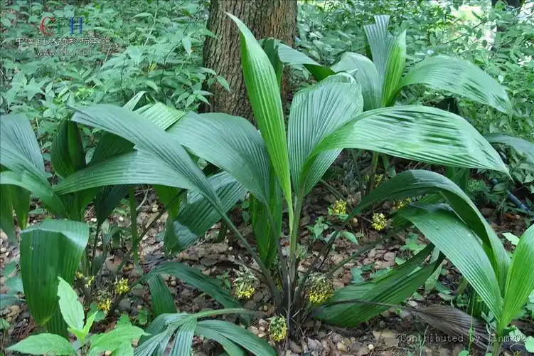 p>仙茅属的植物为 a target="_blank" href="/item/多年生草本