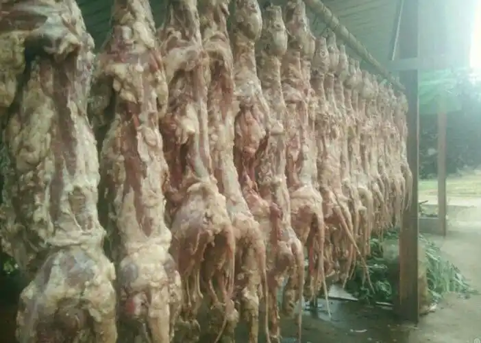 孔雀肉 活体野鸡 貉子肉出售15643525567