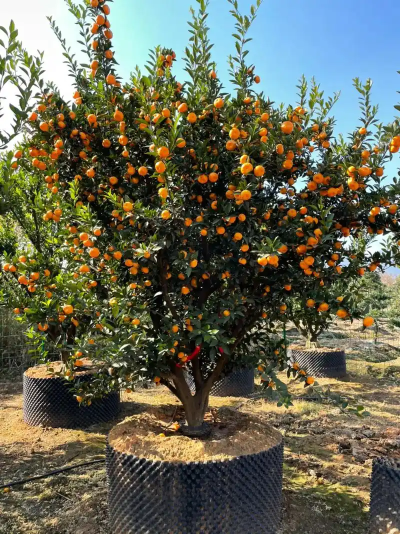 基地直销.沙糖桔树#桔子92 #园林设计 #精品 #绿化 - 抖音
