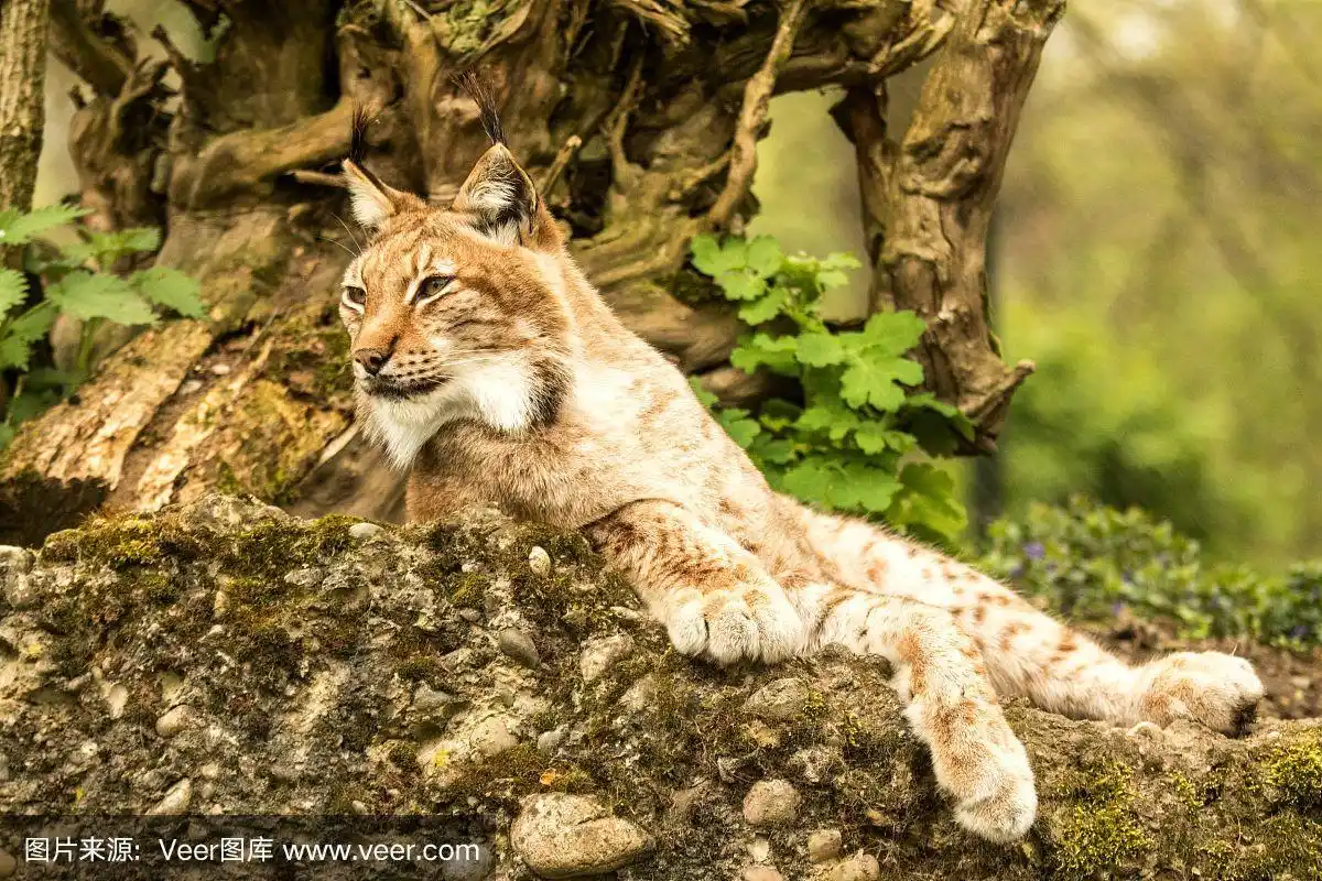 特写欧洲猞猁躺在和休息在自然森林栖息地的春天景观