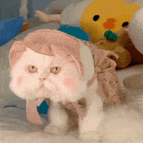 网红猫咪 | 大脸猫球球表情包 第七弹